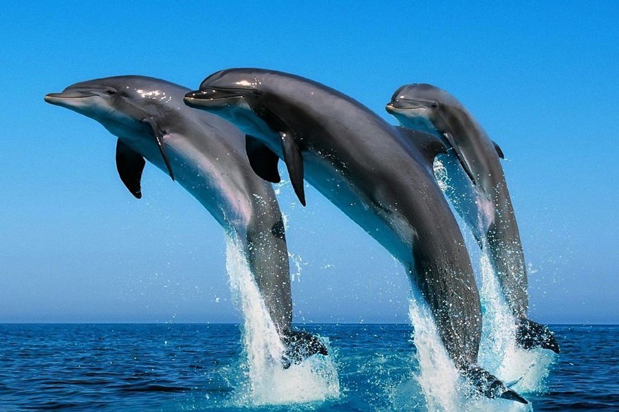Goa Luxury Emerald Beach Tour